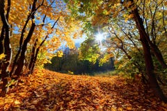 Autumn, fall landscape in forest stock images Autumn, fall landscape in forest stock images
