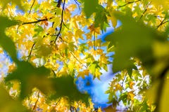 Autumn Fall Leaves Royalty Free Stock Image Autumn Fall Leaves Royalty Free Stock Image