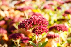 Autumn Flower Royalty Free Stock Image
