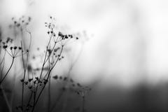Autumn Flowers Black And White Royalty Free Stock Photos Autumn Flowers Black And White Royalty Free Stock Photos