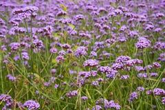 Autumn flowers, purple Verbena bonariensis Royalty Free Stock Photos Autumn flowers, purple Verbena bonariensis Royalty Free Stock Photos