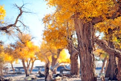 Autumn forest stock images Autumn forest stock images