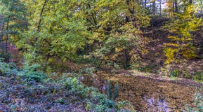 Forest River In Autumn Sunshine Royalty Free Stock Images - Image 