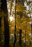 Autumn forest. Color photo taken in Tsaritsyno park in Moscow. royalty free stock photography Autumn forest. Color photo taken in Tsaritsyno park in Moscow. royalty free stock photography