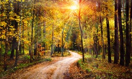 Autumn forest landscape on sunny bright day. Vivid sunbeams through trees in forest. Colorful nature at fall season.