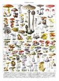 Autumn forest mushrooms scene. Autumn mushrooms view. Mushroom collection hand drawn illustrations. / Antique engraved illustratio
