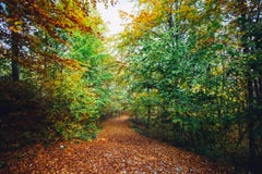 Autumn Forest Path Stock Photo Autumn Forest Path Stock Photo