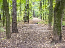 Autumn forest road surrounded by green and yellow trees. Early autumn forest road surrounded by green and yellow trees Stock Image Autumn forest road surrounded by green and yellow trees. Early autumn forest road surrounded by green and yellow trees Stock Image