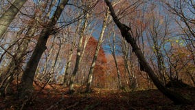 Autumn forest trees sun shadows time lapse