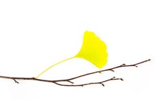 Autumn Ginkgo Biloba Leaves Stock Photos Autumn Ginkgo Biloba Leaves Stock Photos