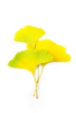 Autumn Ginkgo Biloba Leaves / Isolated On White Stock Photo Autumn Ginkgo Biloba Leaves / Isolated On White Stock Photo