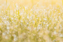 Autumn grass in sunset sunlight. Green yellow orange abstract nature blurred background. Macro, bokeh. royalty free stock photo Autumn grass in sunset sunlight. Green yellow orange abstract nature blurred background. Macro, bokeh. royalty free stock photo