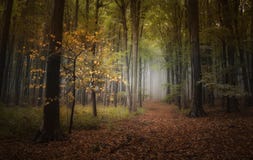 Free Autumn In The Woods Royalty Free Stock Image - 42210076