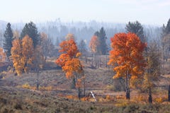 Autumn In Yellowstone Stock Image