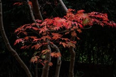 Autumn japanese maple tree branch stock image Autumn japanese maple tree branch stock image