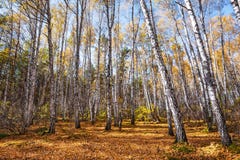 Autumn Landscape photo libre de droits Autumn Landscape photo libre de droits