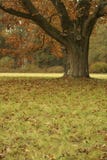 Autumn Landscape Royalty Free Stock Images Autumn Landscape Royalty Free Stock Images