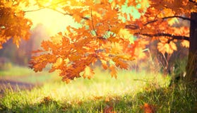 Autumn landscape. Fall. Colorful leaves on a oak in autumnal park Stock Photo Autumn landscape. Fall. Colorful leaves on a oak in autumnal park Stock Photo