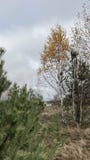Autumn landscape in the forest. Green firs and yellowed birches with fallen leaves. Royalty Free Stock Photos Autumn landscape in the forest. Green firs and yellowed birches with fallen leaves. Royalty Free Stock Photos