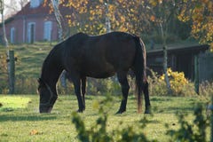 Autumn landscape with horses stock image Autumn landscape with horses stock image
