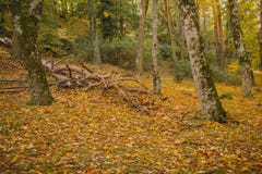 Autumn Landscape Kleurrijk de herfstbos stock foto Autumn Landscape Kleurrijk de herfstbos stock foto