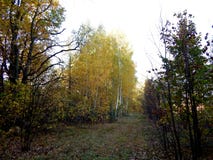 Autumn landscape of the leafy forest stock image Autumn landscape of the leafy forest stock image