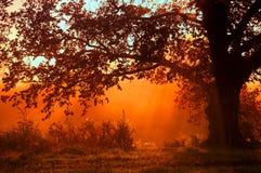 Autumn Landscape, Trees In The Mist At Dawn Stock Photography Autumn Landscape, Trees In The Mist At Dawn Stock Photography