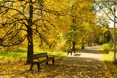 Autumn Landscape With Wooden Benches Under Trees With Yellow Lea Royalty Free Stock Photography Autumn Landscape With Wooden Benches Under Trees With Yellow Lea Royalty Free Stock Photography