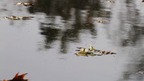 Autumn leaf in water