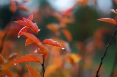 Autumn Leafs Royalty Free Stock Images