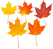 Autumn Leafs Set (clipping Path Isolation) Stock Photography