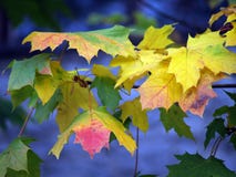 Autumn Leaves Royalty Free Stock Photography