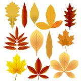 Autumn Leaves Royalty Free Stock Images