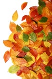 Autumn Leaves Royalty Free Stock Photo