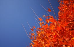 Autumn Leaves Royalty Free Stock Image