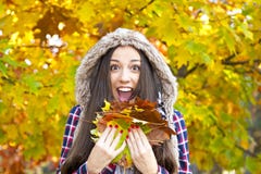 Autumn Leaves Royalty Free Stock Image Autumn Leaves Royalty Free Stock Image