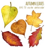 Autumn Leaves A Water Color On A White Background Stock Images