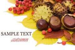 Autumn Leaves And Fruits Stock Photo