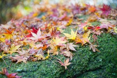 Autumn Leaves auf dem moosigen Felsen stockbilder Autumn Leaves auf dem moosigen Felsen stockbilder