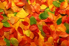 Autumn Leaves Background Royalty Free Stock Image