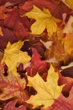 Autumn Leaves Background Stock Photos