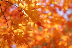 Autumn Leaves Background Stock Photo