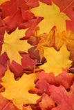 Autumn Leaves Background Stock Photography