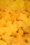 Autumn Leaves Background Royalty Free Stock Images