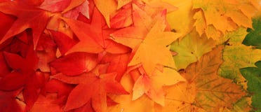 Autumn Leaves Background Stock Image Autumn Leaves Background Stock Image