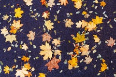 Autumn Leaves Background. Fallen Leaves In Autumn On The Asphalt. Background Of Autumn Leaves. Stock Images Autumn Leaves Background. Fallen Leaves In Autumn On The Asphalt. Background Of Autumn Leaves. Stock Images