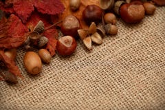 Autumn Leaves Chestnuts y bellotas sobre fondo del yute fotografía de archivo libre de regalías Autumn Leaves Chestnuts y bellotas sobre fondo del yute fotografía de archivo libre de regalías