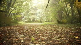Autumn leaves falling stock video Autumn leaves falling stock video