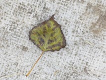 Autumn leaves stock images Autumn leaves stock images