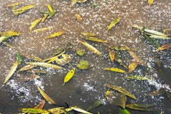 Autumn leaves frozen in a puddle at the end of autumn. First snow. The first ice royalty free stock images Autumn leaves frozen in a puddle at the end of autumn. First snow. The first ice royalty free stock images